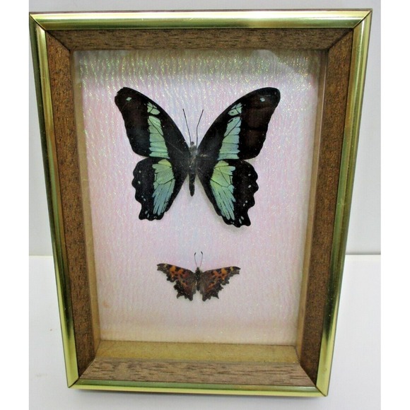 Real Butterfly Mounts in shadow box - Hand mounted by Montana a craftsman